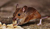 24 Hour & Emergency Exterminators in Blue Bell, PA